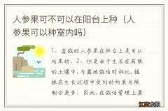 人参果可以种室内吗 人参果可不可以在阳台上种