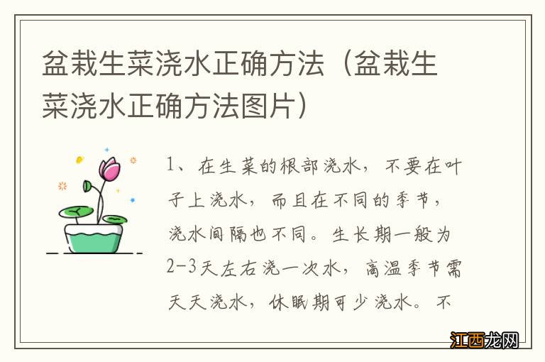 盆栽生菜浇水正确方法图片 盆栽生菜浇水正确方法