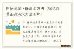 棉花滴灌正确浇水方法图片 棉花滴灌正确浇水方法