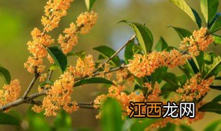 家中可不可以种枣树和桂花树 桂花树和枣树能种一起吗