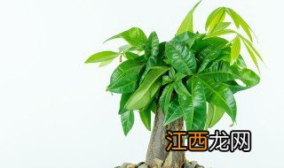 家中可不可以种有刺的植物 家中可不可以种有刺的植物树