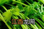 怎样防止芒果长黑斑 挑选芒果有什么技巧