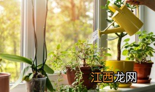 艾草不能种在家里吗 家中可不可以种艾草