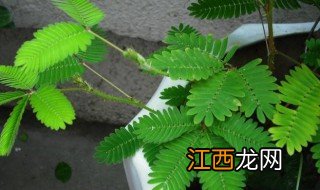 家中可不可以种含羞草，家中可不可以种含羞草和松树