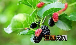 家中可不可以种桑葚子花 家中可不可以种桑葚子