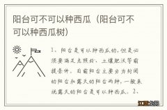 阳台可不可以种西瓜树 阳台可不可以种西瓜