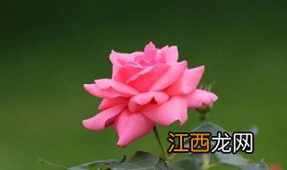 阳台可不可以种月季花 阳台可不可以种月季花树