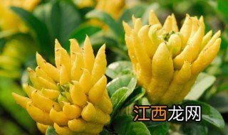 家中可不可以种佛手果，家中可不可以种佛手果花