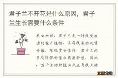 君子兰不开花是什么原因，君子兰生长需要什么条件