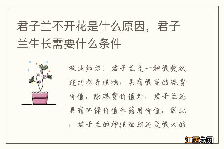 君子兰不开花是什么原因，君子兰生长需要什么条件