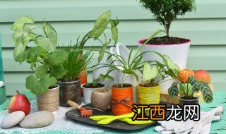 小盆栽正确浇水方法，小盆栽正确浇水方法图