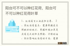 阳台可不可以种红花荷，阳台可不可以种红花荷叶草