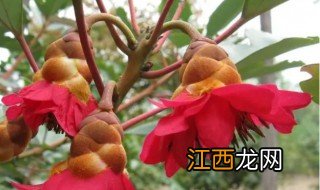 阳台可不可以种红花荷，阳台可不可以种红花荷叶草