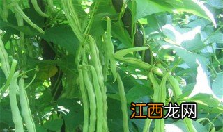 阳台种植芸豆的方法 封闭阳台可不可以种芸豆