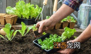 阳台可不可以种丝瓜,阳台可不可以种丝瓜呢