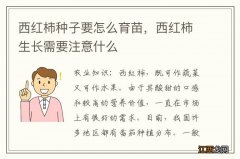 西红柿种子要怎么育苗，西红柿生长需要注意什么