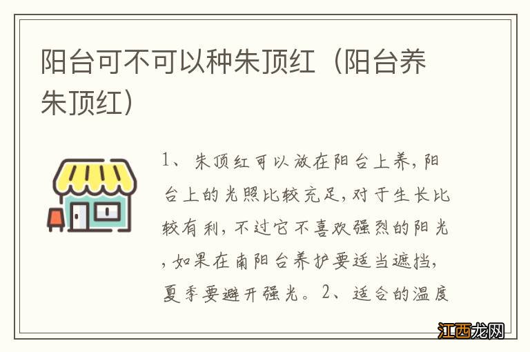 阳台养朱顶红 阳台可不可以种朱顶红