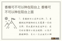 香椿可不可以种在阳台上 香椿可不可以种在阳台上面