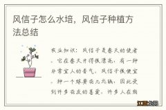 风信子怎么水培，风信子种植方法总结