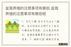 盆栽养殖的注意事项有哪些 盆栽养殖的注意事项有哪些呢