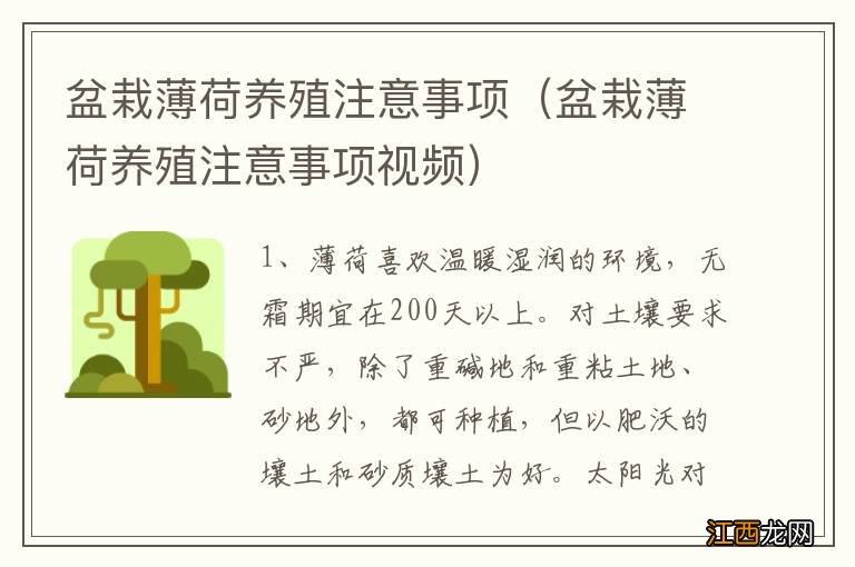 盆栽薄荷养殖注意事项视频 盆栽薄荷养殖注意事项