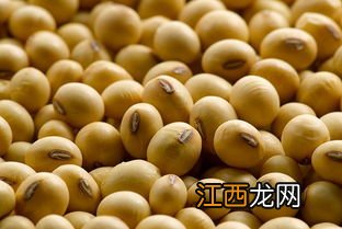 黄豆和火腿可以做什么菜