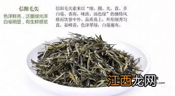 怎么辨别毛尖新茶