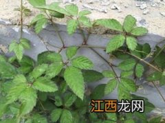 绞股蓝茶叶怎么制作