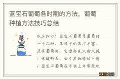 蓝宝石葡萄各时期的方法，葡萄种植方法技巧总结