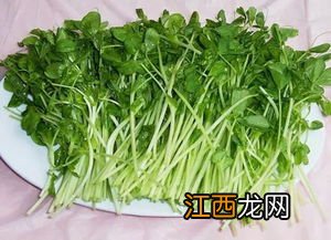 豌豆苗的种植方法 豌豆苗怎么种