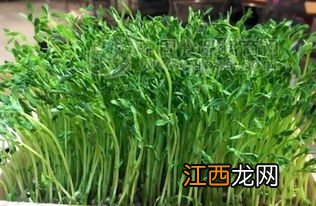 豌豆苗的种植方法 豌豆苗怎么种