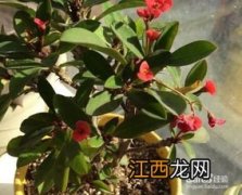 刺梅怎样养才能开花多 刺梅开花多的做法