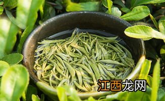 碧螺春新茶怎么识别