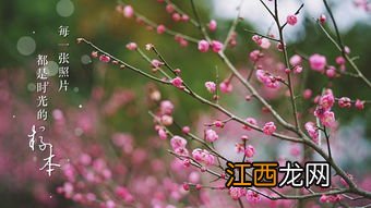 梅花冬天室外能冻死吗 梅花冬季在北方如何越冬