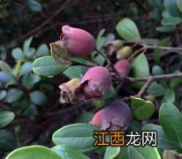 稔子苗栽种方法 稔子果种植技术