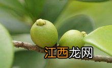 稔子苗栽种方法 稔子果种植技术