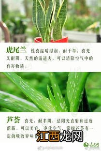 茎能支撑植物的身体还能干什么 茎的作用