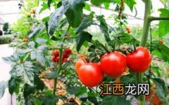 番茄的施肥方法 番茄怎么施肥