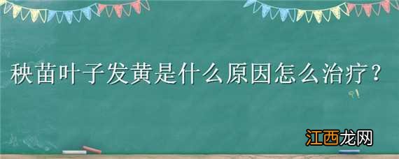 秧苗叶子发黄是什么原因怎么治疗