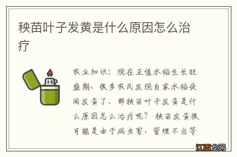 秧苗叶子发黄是什么原因怎么治疗