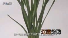 大惠兰花养殖方法 如何养殖大惠兰花呢