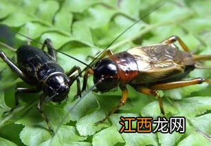 蟋蟀的大颚是哪个部位 蟋蟀的大颚的部位是什么