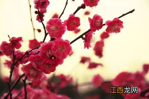 梅花什么时候开花 梅花介绍