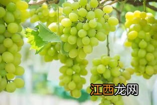 阳光玫瑰葡萄大棚增温方法 阳光玫瑰葡萄大棚增温方法是什么