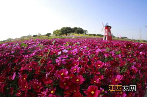 花田种植方法 种植花田需要注意什么