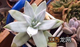 花田种植方法 种植花田需要注意什么