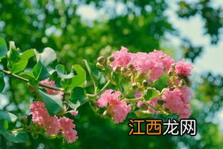 紫叶李是常绿还是落叶植物 紫叶李是常绿还是落叶植物的解析