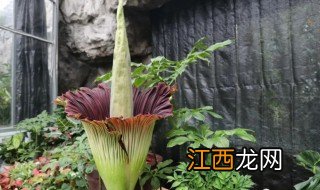 尸香魔芋到底是什么味道 尸香魔芋百度百科