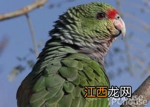 鳞头鹦哥的寿命 鳞头鹦哥的形态特征