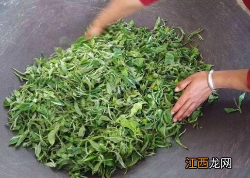 连翘茶炒茶叶怎么炒